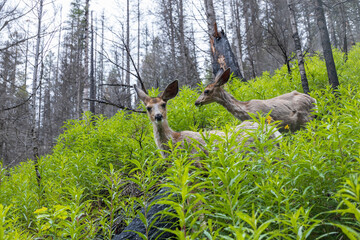 Two deer standing in lush green bushes in the forest