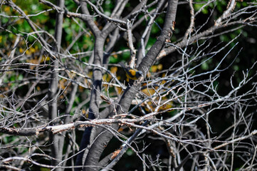 close up of many tree branches