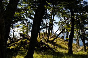 trees in the forest dark
