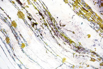 musco aderido a las rocas blancas en la costa italiana