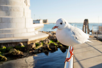 Gaviota caminando sobre un barandal de acero inixidable 