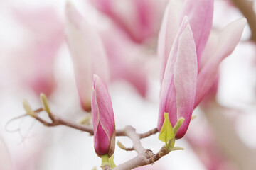 close up of pink magnolia flower