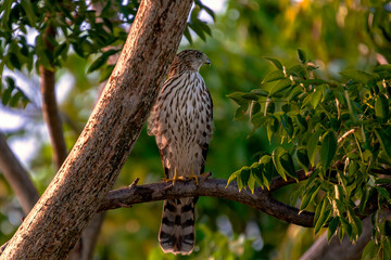 Sharpshinned Hawk