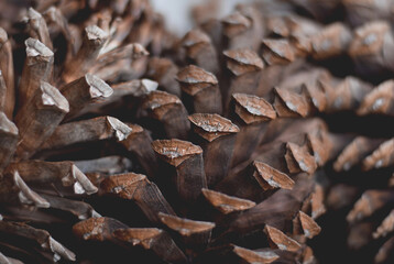 Closeup macro shot of pinecones