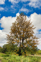 Tall,brightly colorewd yellow Royal Poinciana tree in Kula on Maui.