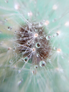 Closeup macro shot of dandelion with water drops