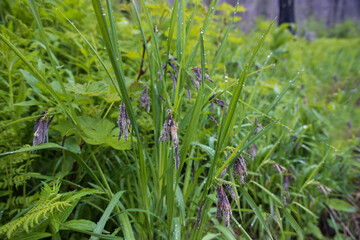 Tall ornamental grass with dew drops