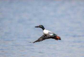 A male Northern Shoveler duck (Spatula clypeata)  flying over the water