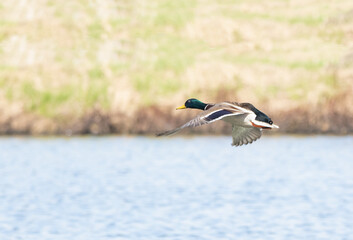 A male Mallard duck flying over a pond with green grass background  (Anas platyrhynchos)