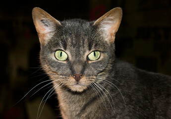 the look of a feline