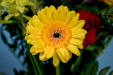 Close up of a yellow Chrysanthemum in spring