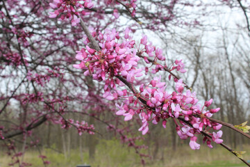 Eastern redbud blossoms closeup at Miami Woods in Morton Grove, Illinois
