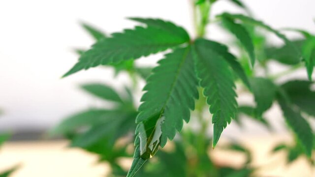 Cannabis oil CBD or THC dripping from Marijuana plant leaf medical marijuana concept
