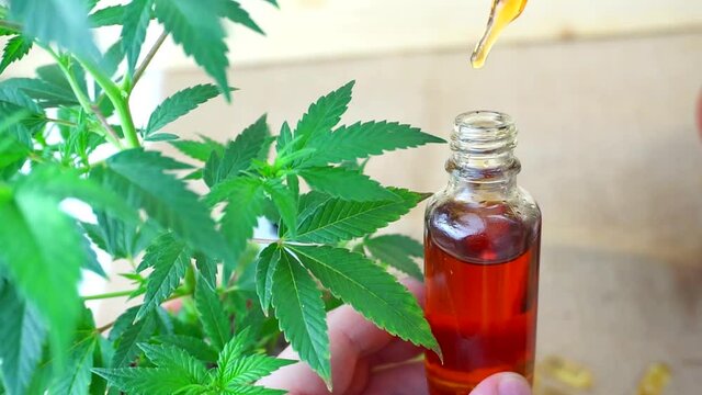 Hand holding Cannabis CBD oil dripping in bottle with Marijuana plant