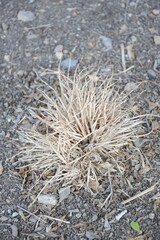 dry grass on the ground