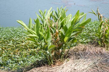 fresh green alpinia galanga plant in nature garden