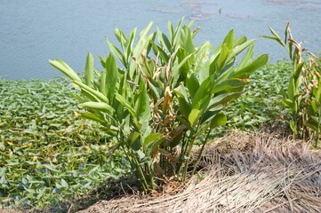 fresh green alpinia galanga plant in nature garden