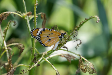Butterflies are perched on a branch.