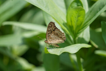 The little butterfly was perched on the leaf.