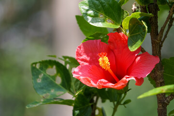 Blooming pollen is both red and yellow.