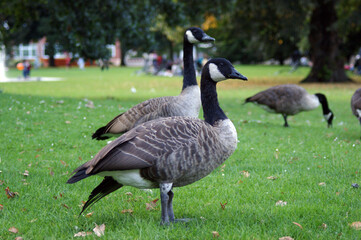 gray goose
