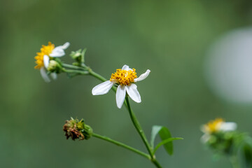 Wildflowers blooming in summer.