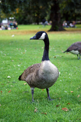 gray goose