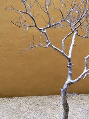 a desert tree seen in Baja