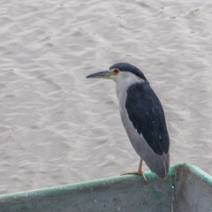 Black and white Black-crowned Night-Heron standing on turquoise edge of boat at Lake Chapala Mexico