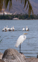 Great Egret standing on a rock on the shore of Lake Chapala with more birds in the background and the opposite shore in the distance