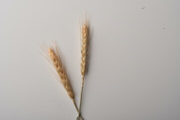 Golden wheat on a white background. Close up of ripe ears of wheat.
