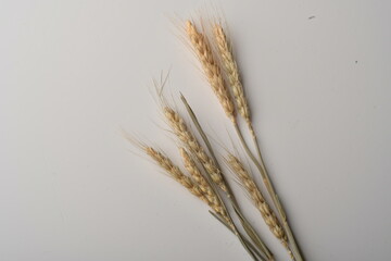 Golden wheat on a white background. Close up of ripe ears of wheat.
