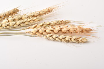 Golden wheat on a white background. Close up of ripe ears of wheat.

