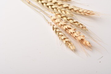 Golden wheat on a white background. Close up of ripe ears of wheat.
