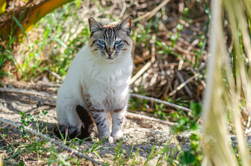 Portrait of a cat with blue eyes (Ojos azules). Wildlife photography. 