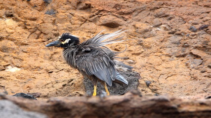 Yellow-crowned night heron (Nyctanassa violacea) with ruffled feathers at Punta Vincente Roca,...