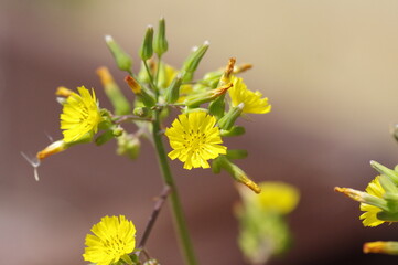 オニタビラコの花　道端や庭に自生する雑草