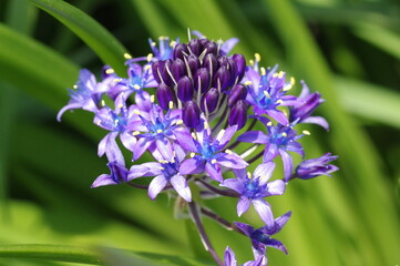 オオツルボ（シラー・ペルビアナ）の花