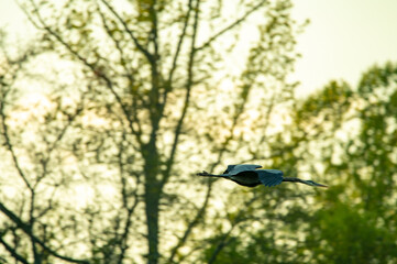 bird on a branch