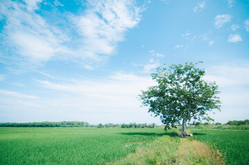 View of paddy fields and shady trees. Selective focus and little big noise some area.