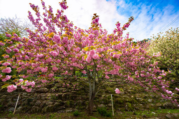 Obraz na płótnie Canvas 霊山の八重桜 