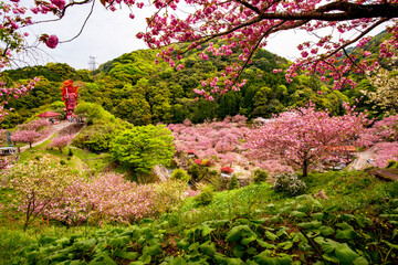 霊山の八重桜
