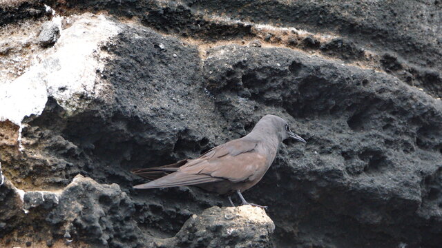 Common noddy (Anous stolidus) at Punta Vincente Roca, Isabela Island, Galapagos, Ecuador