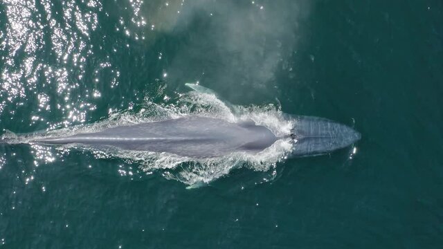 Aerial drone overhead footage majestic large blue whale breathing spouting fountain of water and diving deep into calm green ocean waters. Unique endangered mammal in nature, wildlife conservation 4K