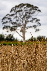 Obraz premium grass in the field