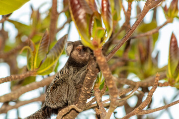 Macaco