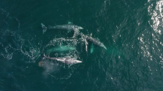 Aerial view mother and six calves gray whales swimming together in blue ocean water. Unique exclusive footage grey whales family together spouting rainbow. Wild mammal animal, 4K nature background