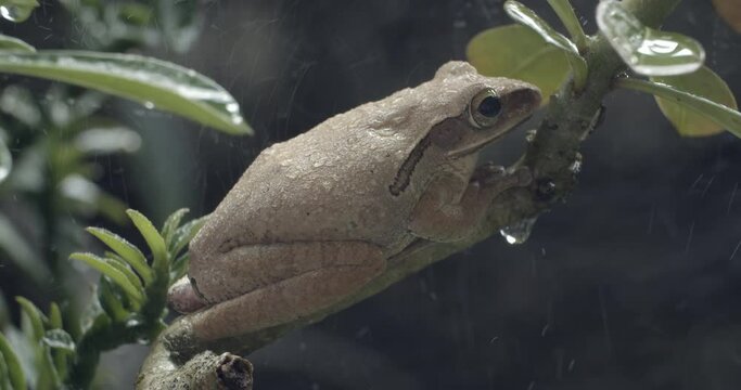 closeup shot common tree frog from asia (Polypedatus leucomystax) on tree with soft blur green background , 25FPS