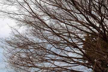 Natureza