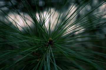 pine needle close up